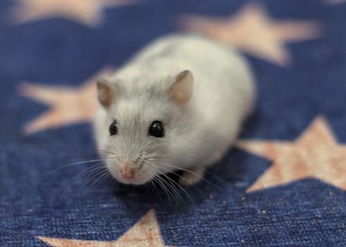 hamster nestje