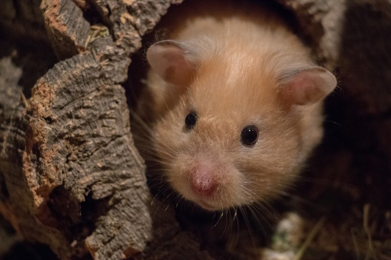 hamster nestmateriaal