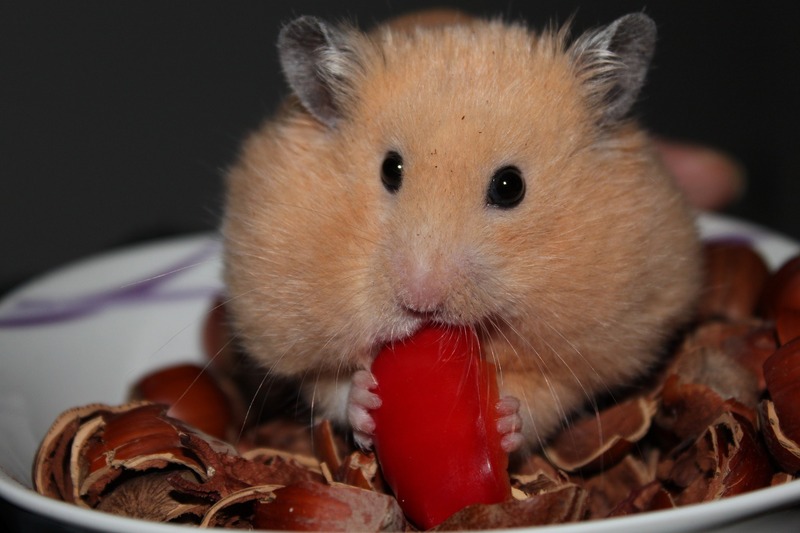 hamster voerbak