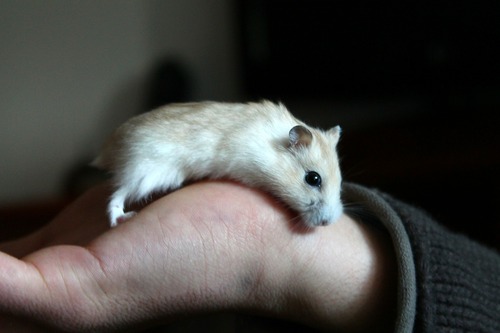 nestmateriaal hamster