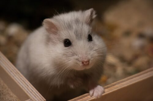 hamster zand