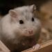 hamster zand