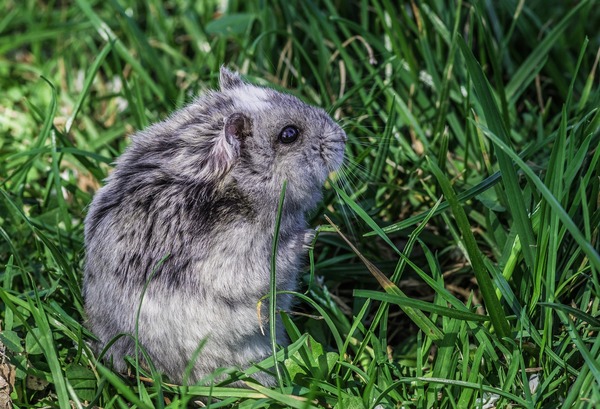 hamsterbal