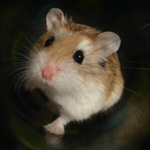 hamsterbal
