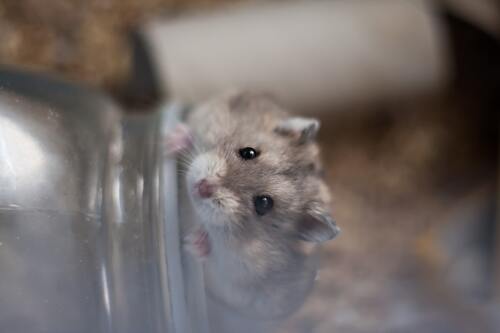 houten hamster huis