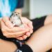 hamster speeltuin