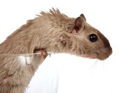 hamster speeltuin maken