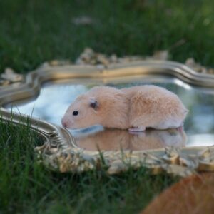 hangbrug hamster