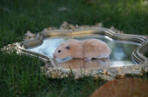 hangbrug hamster