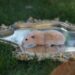 hangbrug hamster