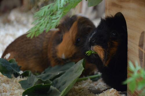 cavia huisje hout