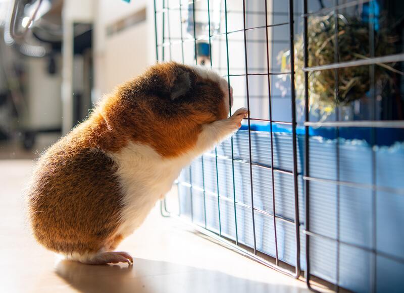 cavia hooiruif