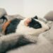 cavia reismand