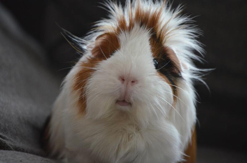cavia toilet