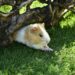cavia tunnel