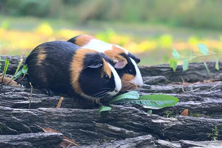 cavia wc