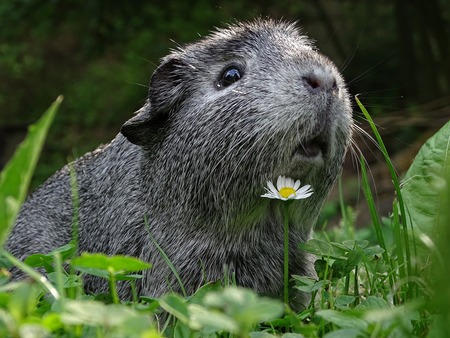 hooiruif cavia