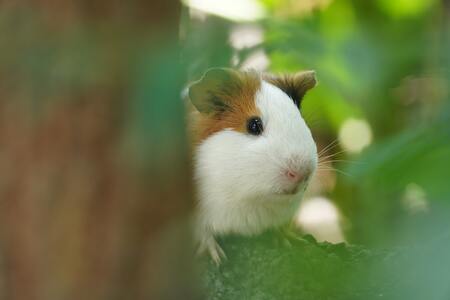 toilet cavia
