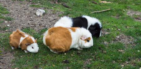 toilet voor cavia
