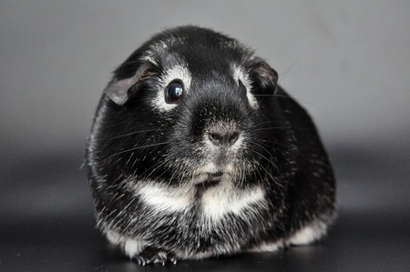 cavia timothee hooi
