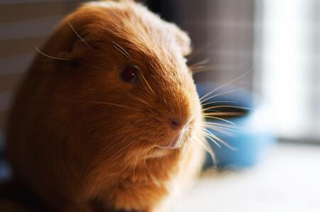 nagelknipper cavia