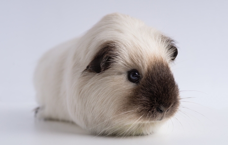 nagelschaar cavia