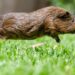 ren cavia