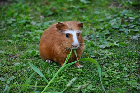 timothy hooi cavia