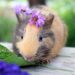 cavia bed