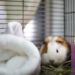 cavia mandje