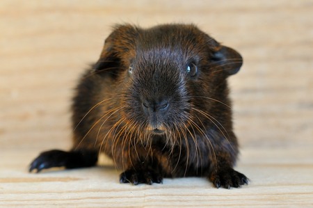 caviakooi