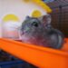 ferplast hamsterkooi