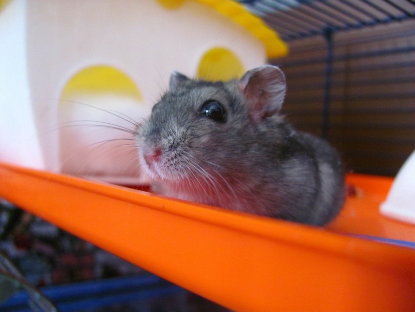 ferplast hamsterkooi