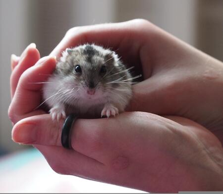 hamsterkooi glas