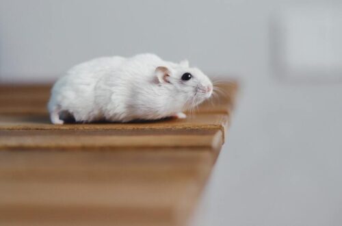hamster bodembedekking
