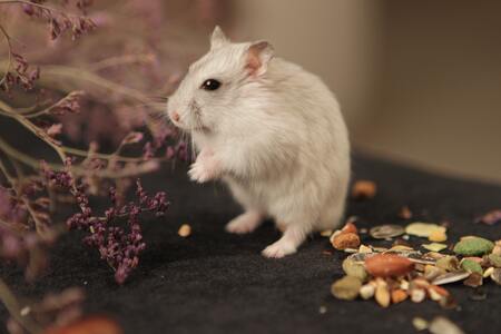 hamster bodembedekking cotton