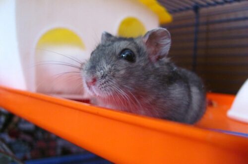 hamster huisje
